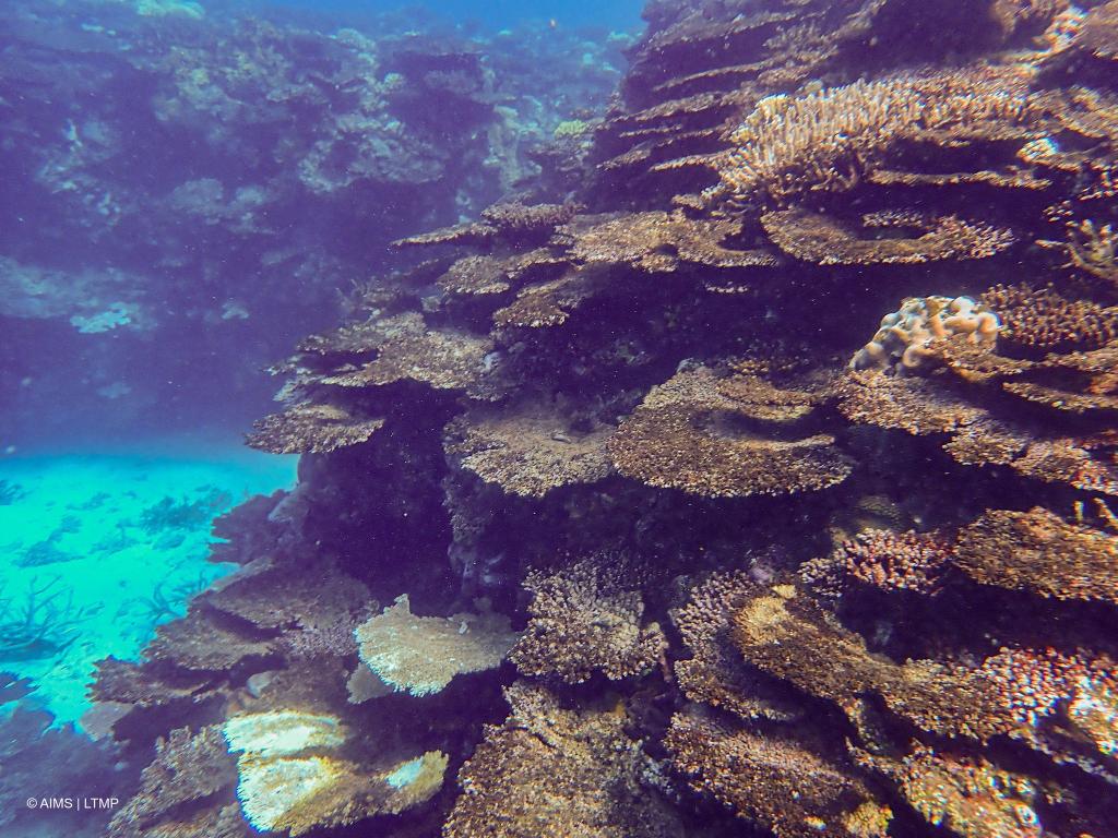 Immer neue Korallenbleichen setzen dem Naturwunder schwer zu. - Foto: -/LTMP/dpa