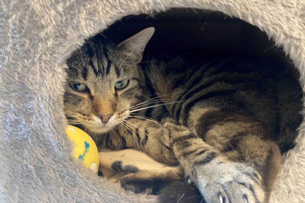 Kater Ben im Tierheim «Katzenparadies» Neustrelitz. - Foto: Ulrike von Leszczynski/dpa