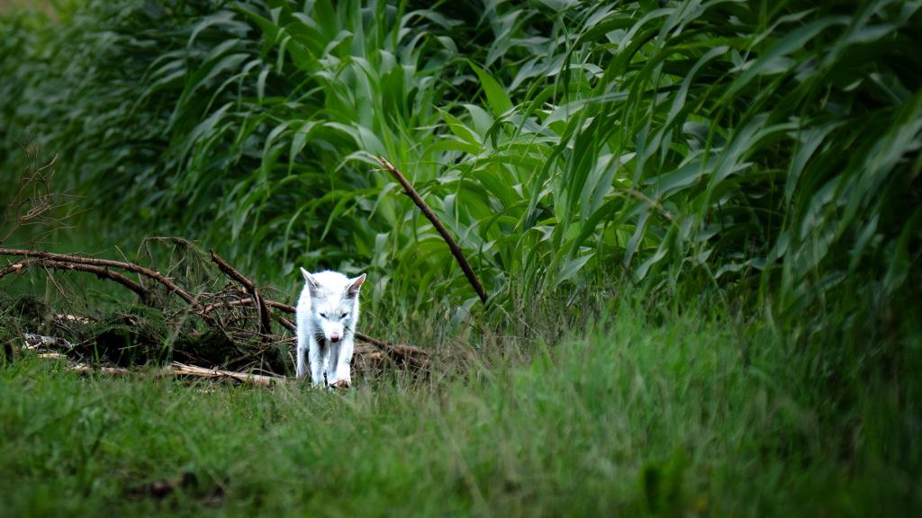 Das Fell des Fuchses war nicht flauschig genug für einen Polarfuchs. - Foto: Dominik Reigl/LBV/dpa