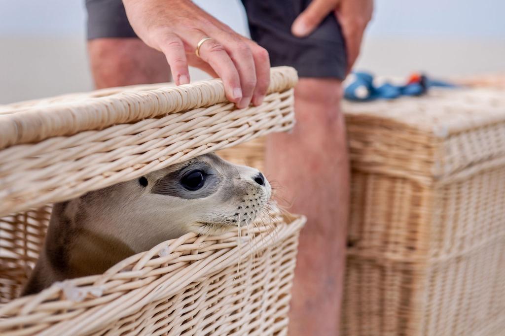 Der Seehund «Scotty» schaut kurz vor der Auswilderung aus einem Korb am Ostende der Insel Juist. - Foto: Hauke-Christian Dittrich/dpa