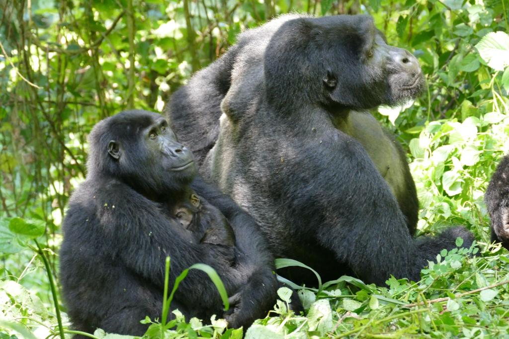 Auch Gorilla-Weibchen können – trotz des extremen Größen- und Kraftunterschieds – Konflikte für sich entscheiden. - Foto: Martha Robbins/EurekAlert/dpa