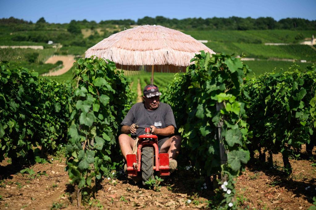 Neben Lieferdiensten und Bauarbeitern ist die Landwirtschaft besonders von Hitze betroffen. (Archivbild) - Foto: Arnaud Finistre/AFP/dpa