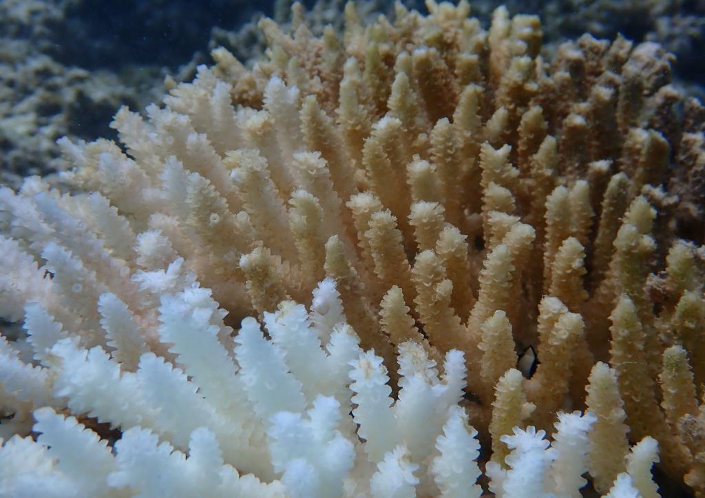 Von Kimberley bis Ningaloo: Von der Bleiche betroffen ist ein Gebiet von rund 1.500 Kilometern Länge. - Foto: Declan Stick/AUSTRALIAN INSTITUTE OF MARINE SCIENCE/AAP/dpa