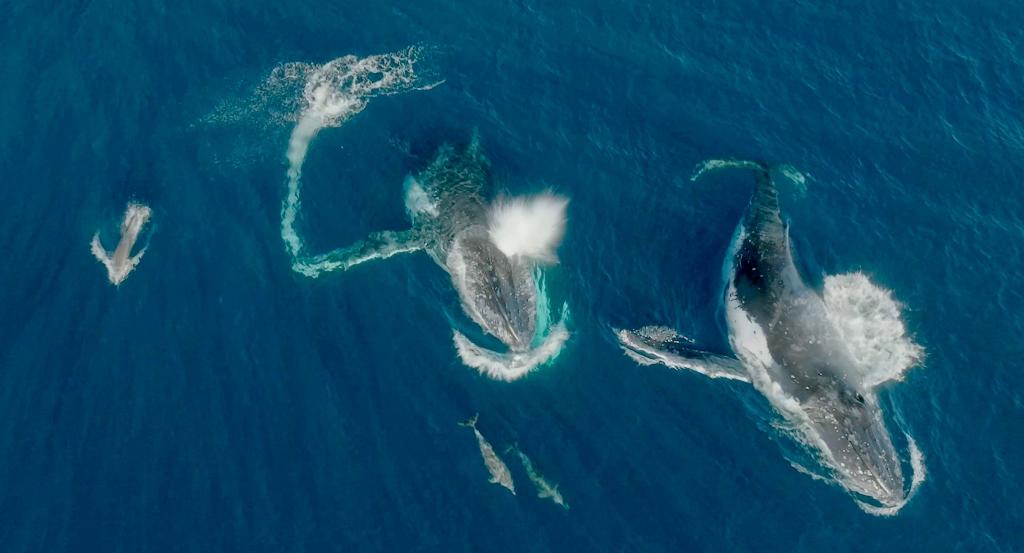 Meeressäuger unter sich - Wale und Delfine können etwas miteinander anfangen. - Foto: Wildlive Media/Griffith Universität/dpa