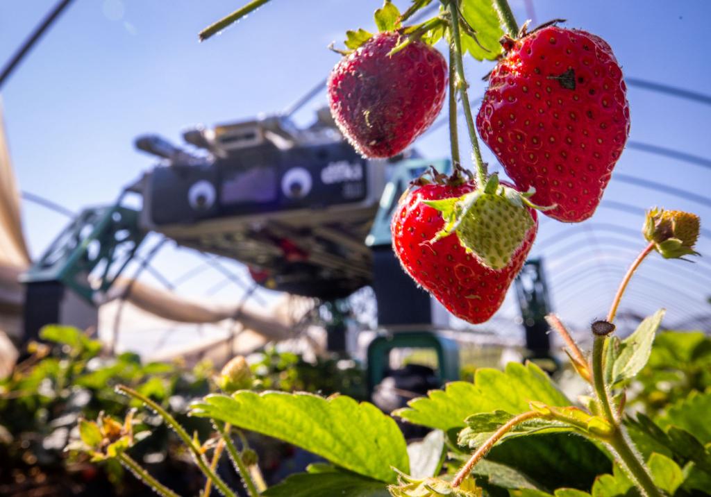 Roboter SHIVAA im Erdbeer-Einsatz. - Foto: Jens Büttner/dpa