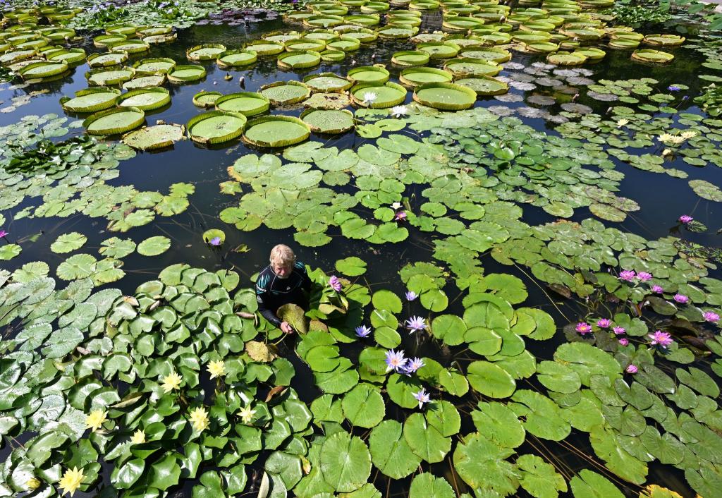 Bad im Seerosenteich - Gärtner Achim bei der Pflanzenpflege - Foto: Bernd Weißbrod/dpa