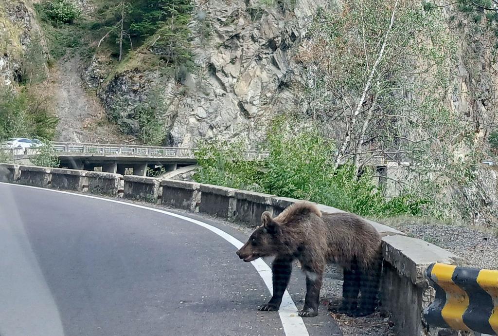 Ein etwa fünf Jahre alter Jungbär auf der Bergstraße Transfagarasan in den rumänischen Karpaten knurrt Autofahrer an. - Foto: Kathrin Lauer/dpa