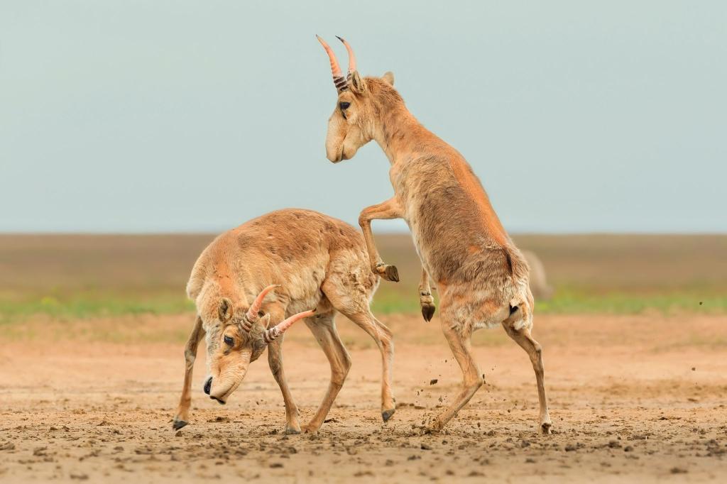 Die Antilopen sind in der zentralasiatischen Steppe beheimatet. - Foto: Andrey Giljov/BMC Journals Image Competition/dpa
