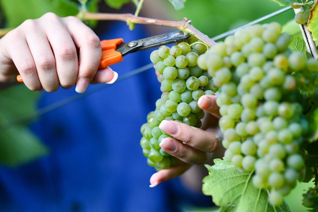 Federweißer gilt als Vorbote eines neuen Weinjahrgangs. (Archivfoto) - Foto: Uwe Anspach/dpa/dpa-tmn