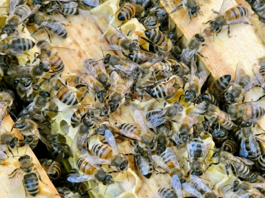 Die Bienen sind immer in Bewegung. (Archivbild) - Foto: Alina Grünky/dpa