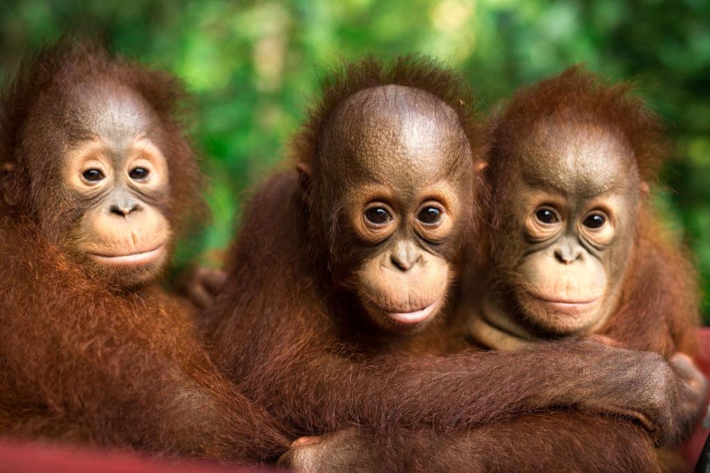 Auch jeder Einzelne kann einiges tun, um Orang-Utans zu schützen. - Foto: Jayaprakash Bojan/Borneo Orangutan Survival/dpa