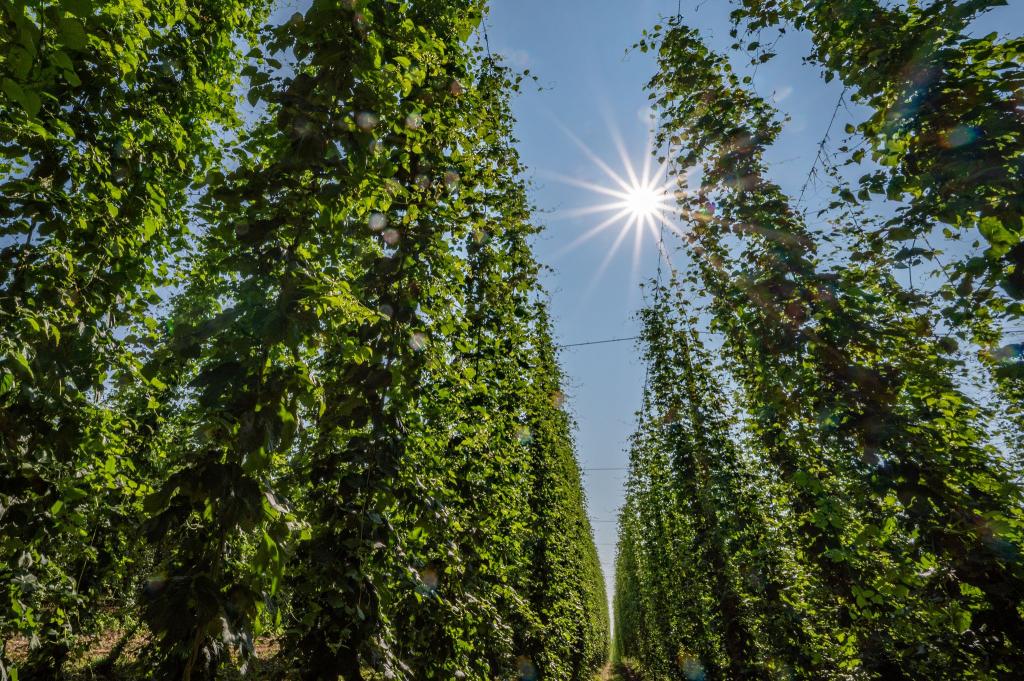 Hopfen im Anbaugebiet Hallertau. - Foto: Armin Weigel/dpa