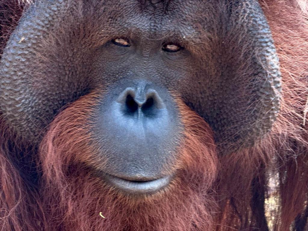 Orang-Utans teilen 97 Prozent ihres Erbguts mit den Menschen und sind sehr intelligent. (Archivbild) - Foto: Carola Frentzen/dpa