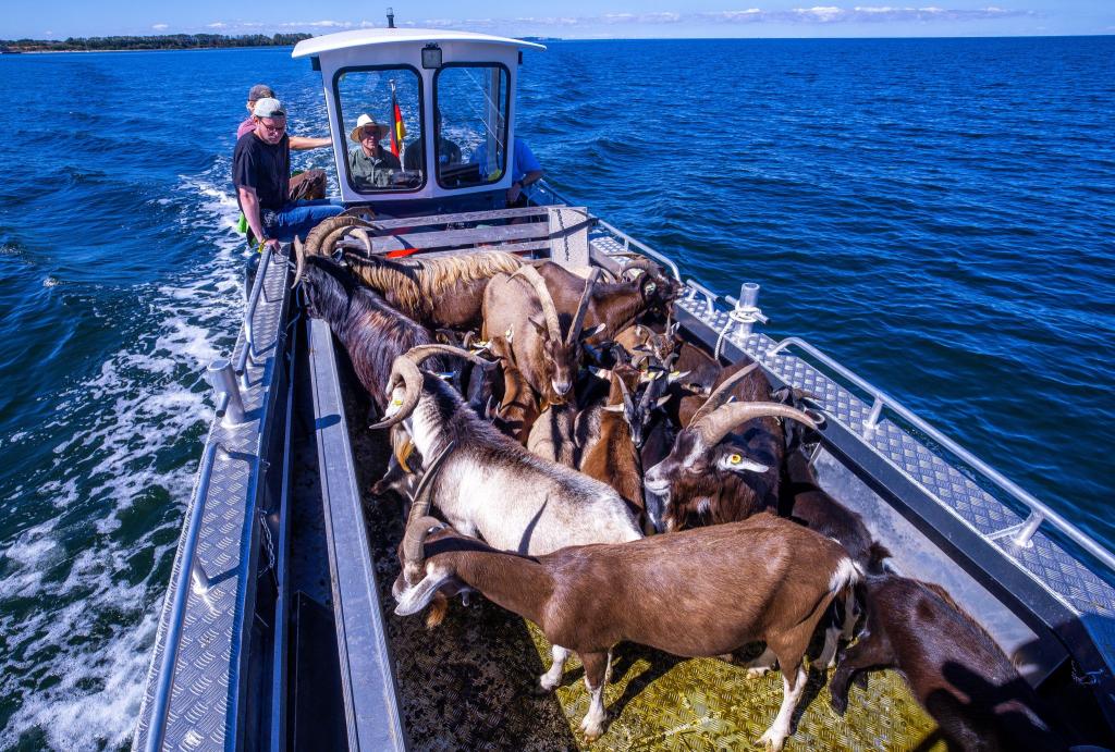 Per Boot werden die 22 tierischen Landschaftspfleger auf die Vogelschutzinsel Walfisch in der Wismarbucht gebracht. - Foto: Jens Büttner/dpa