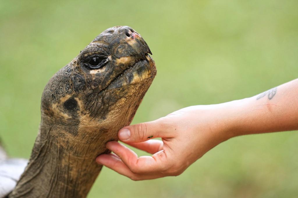 Mommy, eine fast 100 Jahre alte Galapagos-Schildkröte und Mutter von 16 Jungtieren in zwei Gelegen, streckt ihren Hals aus, während ein Mitarbeiter ihr Kinn in ihrem Gehege im Zoo von Philadelphia krault. - Foto: Matt Rourke/AP/dpa
