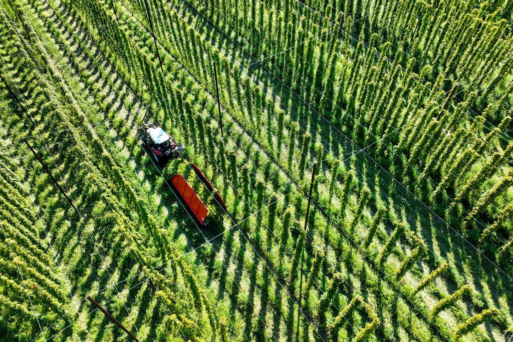 Die Hopfenernte fällt dieses Jahr wohl leicht unterdurchschnittlich aus. (Archivbild) - Foto: Felix Kästle/dpa