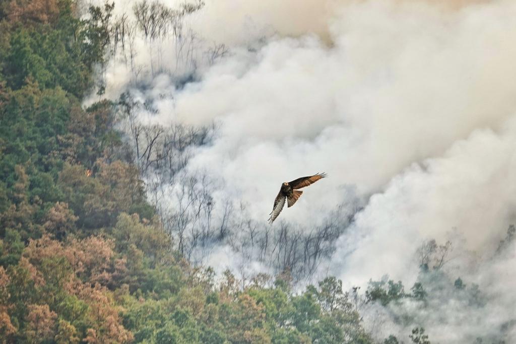 Ein Raubvogel flieht vor den Flammen während eines Waldbrandes in Anllarinos Del Sil, Asturien. - Foto: Xuan Cueto/EUROPA PRESS/dpa