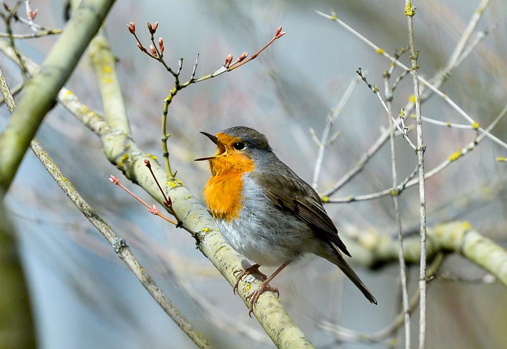 Lichtverschmutzung hat Einfluss auf tagaktive Vögel wie das Rotkehlchen: Sie singen morgens früher und abends länger. (Archivbild) - Foto: Jens Kalaene/dpa-Zentralbild/dpa