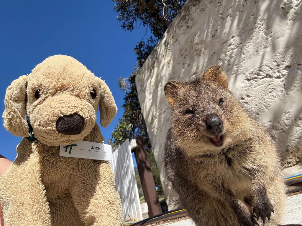 Jack erlebt große Abenteuer - so ließ er sich mit einem einheimischen Quokka auf Rottnest Island fotografieren. - Foto: Holiday Inn Perth City Centre/dpa