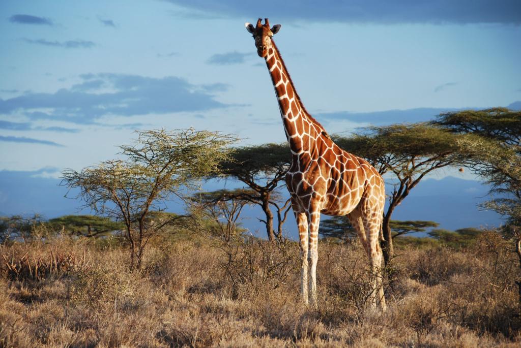 Eine Netz-Giraffe im Samburu National Park, Kenia. - Foto: -/GCF/dpa