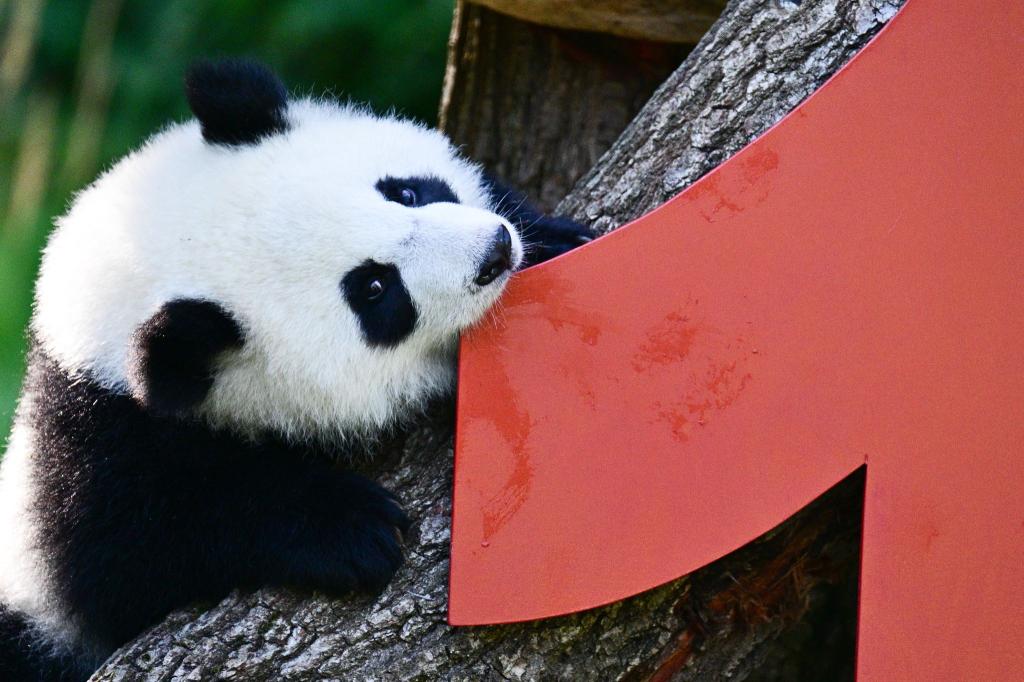 Vor einem Jahr kamen die Pandabären Leni und Lotti zur Welt. - Foto: Sebastian Christoph Gollnow/dpa
