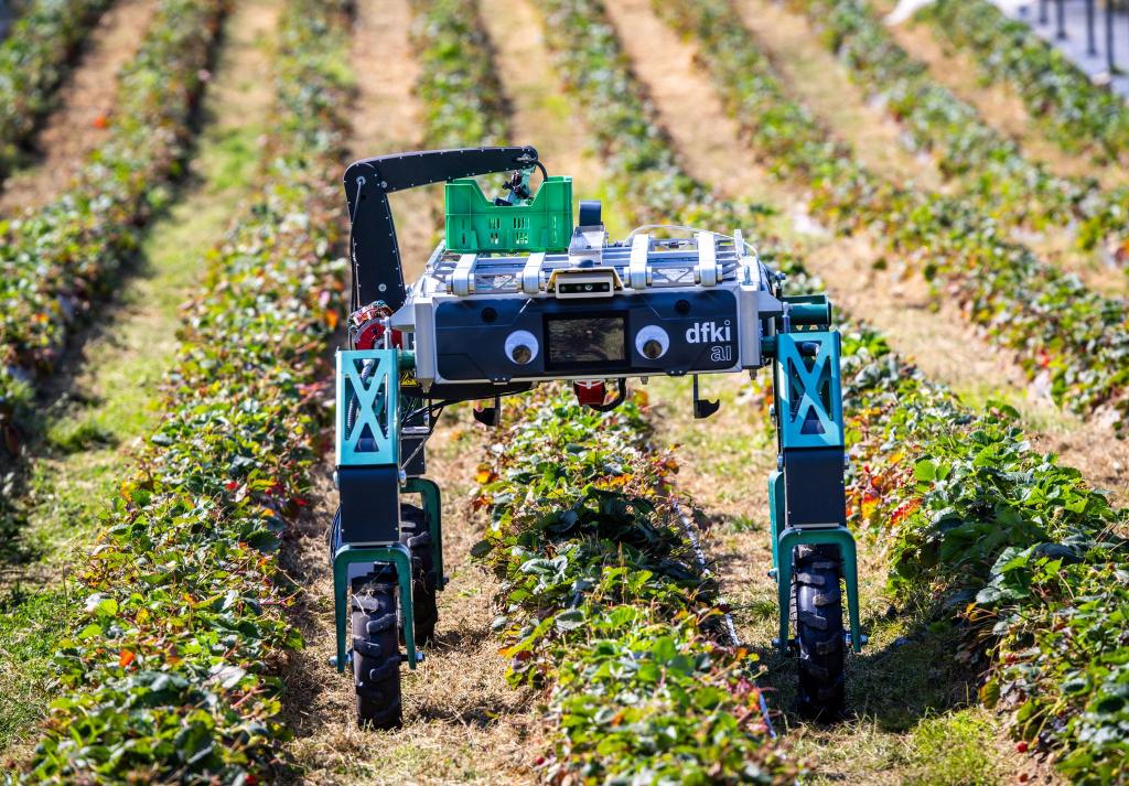 Auch in der Landwirtschaft wird KI schon genutzt beziehungsweise erprobt, wie hier bei der Erdbeerernte. (Archivbild) - Foto: Jens Büttner/dpa