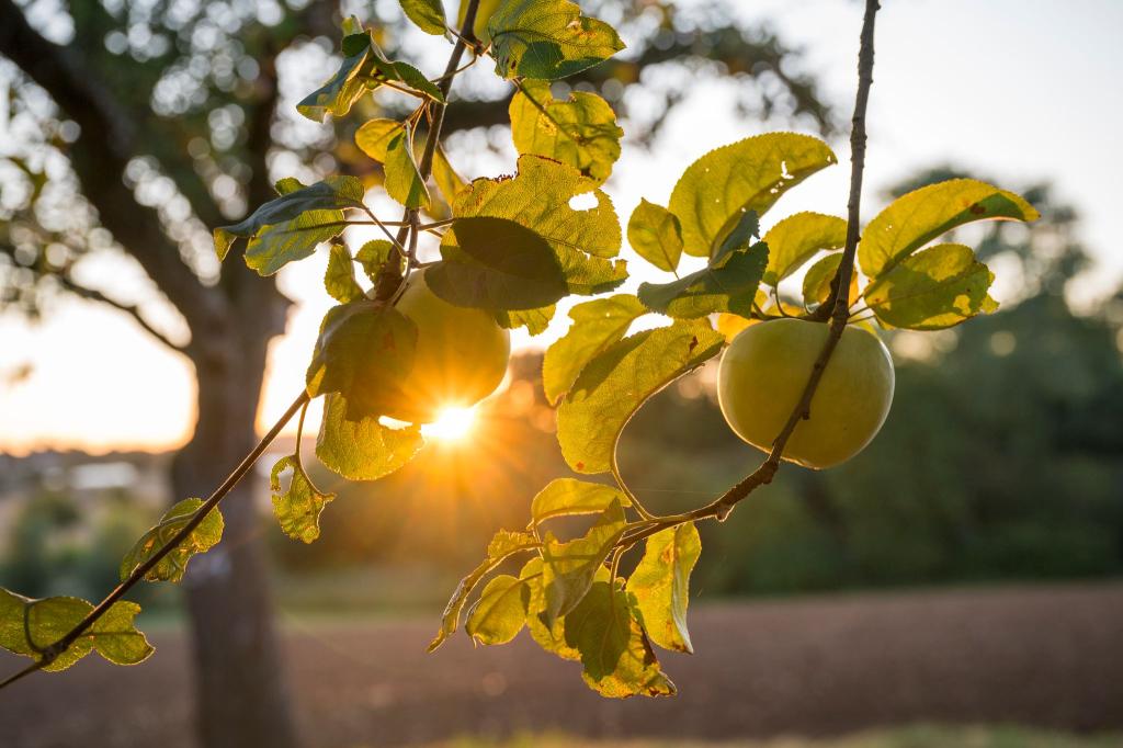 Die Sonne zeigt sich bis zur Wochenmitte noch öfter in Deutschland. - Foto: Daniel Vogl/dpa
