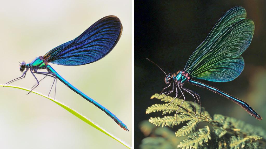 Die Kombo zeigt links ein Foto einer Blauflügel Prachtlibelle, fotografiert von Sebastian Hennigs. Rechts ist ein KI-generiertes Motiv, das auch eine Blauflügel Prachtlibelle darstellen soll, KI-generiert von Matthias Neumann. Das KI-Bild rechts ist fehlerhaft. Insekten haben beispielsweise nur sechs Beine. - Foto: S. Hennigs/M. Neumann/Heinz Sielmann Stiftung/dpa