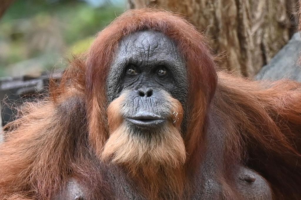 Seit mehr als 60 Jahren lebt Bella schon im Tierpark Hagenbeck - dank menschlicher Pflege und medizinischer Versorgung. - Foto: David Hammersen/dpa