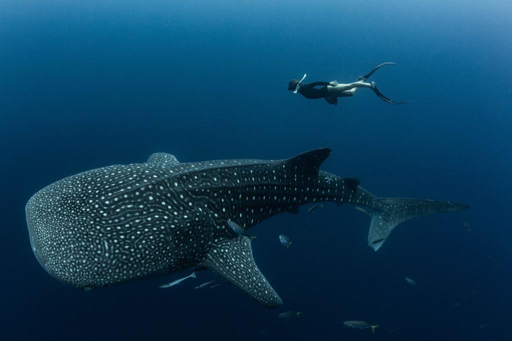 Walhaie sind die größten derzeit lebenden Fische der Erde und faszinieren weltweit Taucher und Schnorchler. - Foto: M.V. Erdmann/dpa