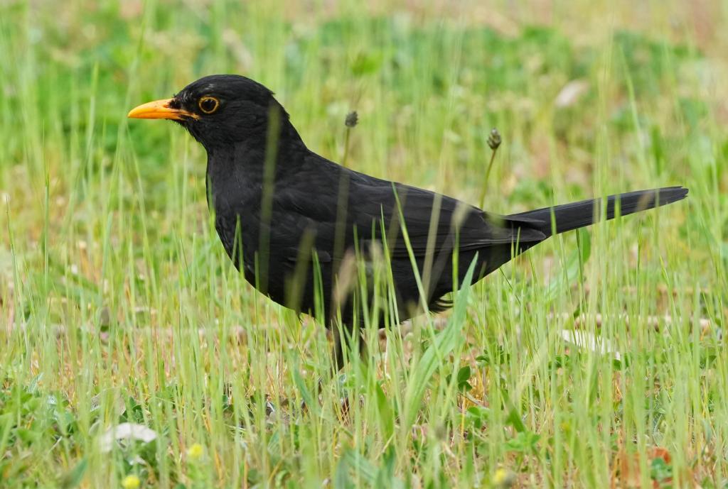 Die Amsel braucht naturnahe Gärten und Grünflächen. (Archiv) - Foto: Soeren Stache/dpa