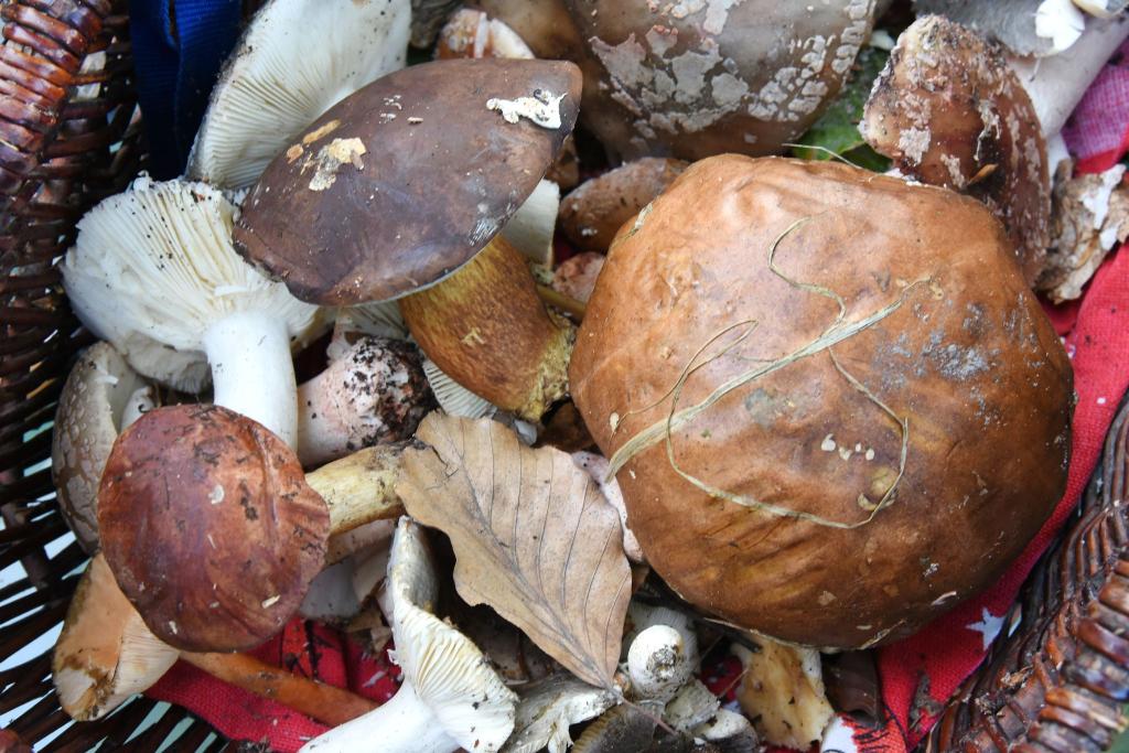 Auch fast 40 Jahre nach dem Reaktorunfall von Tschernobyl sind manche Wildpilze noch radioaktiv belastet. (Symbolbild) - Foto: Waltraud Grubitzsch/dpa-Zentralbild/dpa