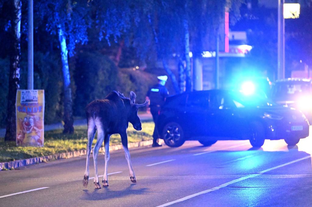 Der Elch hält Polizei und Medien auf Trab. - Foto: Helmut Fohringer/APA/dpa