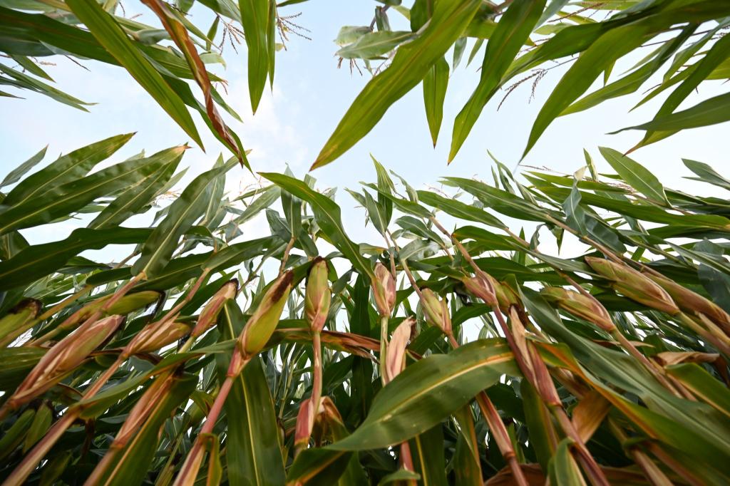 In Ostfriesland steht der Mais kurz vor seiner Ernte, die Pflanzen sind hoch gewachsen. - Foto: Lars Penning/dpa