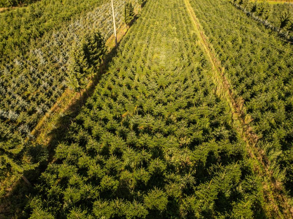 Nordmanntannen wachsen in einer Plantage in Sachsen zu Weihnachtsbäumen heran. - Foto: Robert Michael/dpa