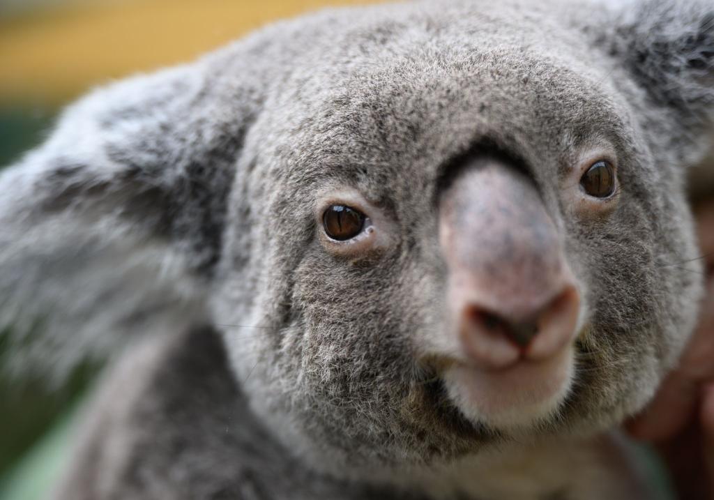 Koalas sind vielerorts in Australien stark bedroht. (Archivbild) - Foto: Robert Michael/dpa