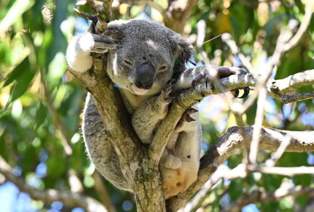 Koalas sind in Australien immer mehr bedroht - auch wegen Chlamydien. - Foto: Darren England/AAP/dpa