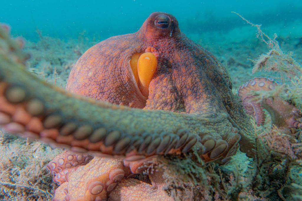Oktopusse setzen nicht all ihre acht Arme gleichermaßen ein. - Foto: Chelsea Bennice/Florida Atlantic University/dpa