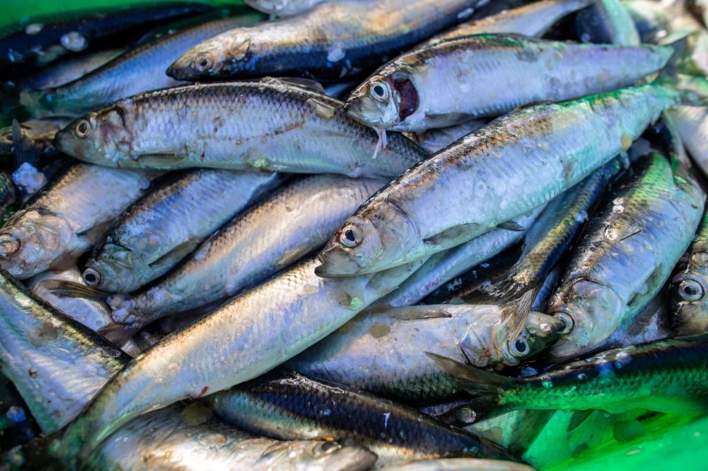 Das Abkommen soll die Fischerei nachhaltiger machen. (Symbolbild) - Foto: Jens Büttner/dpa-Zentralbild/dpa