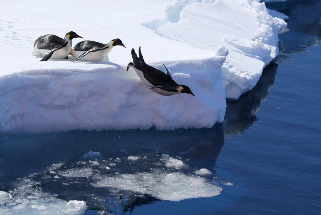 Die Vogelgrippe bedroht nach Einschätzung von Forschern auch Pinguine. (Archivbild) - Foto: Liu Shiping/Xinhua/dpa