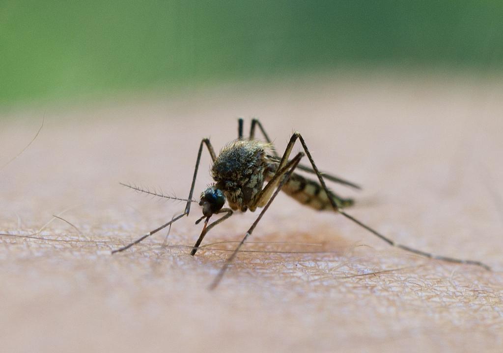 In Griechenland breitet sich das West-Nil-Virus aus. - Foto: Patrick Pleul/dpa/dpa-tmn