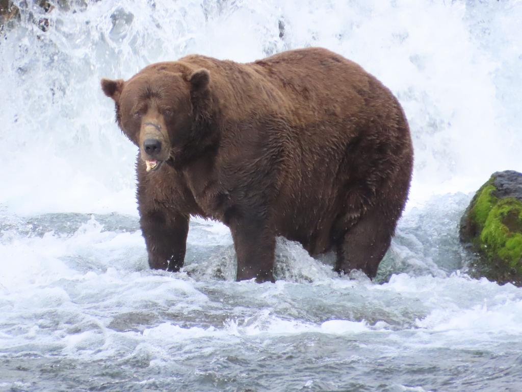 Braunbär 32 mit dem Spitznamen «Chunk» bringt es im September nach Schätzungen auf über 500 Kilogramm und hat eine auffällige Narbe auf der Schnauze. - Foto: T. Carmack/Katmai-Nationalpark/dpa