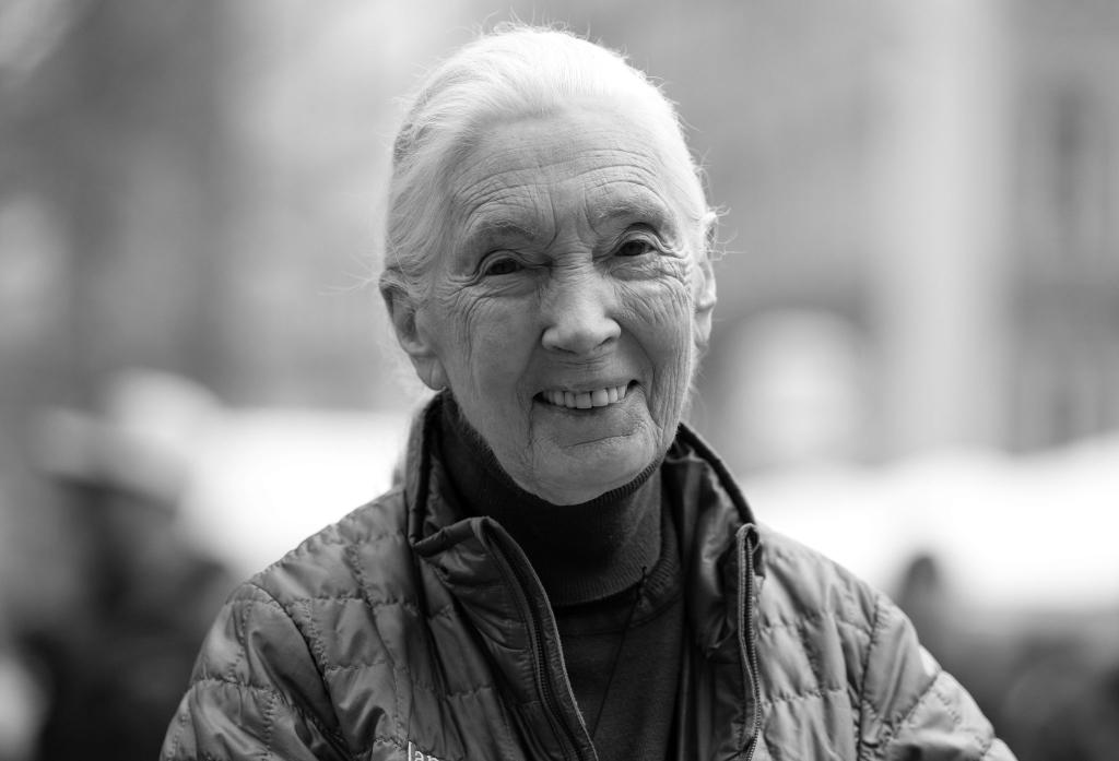 Die britische Schimpansen-Forscherin und Umwelt-Aktivistin Jane Goodall ist tot. - Foto: Sven Hoppe/dpa