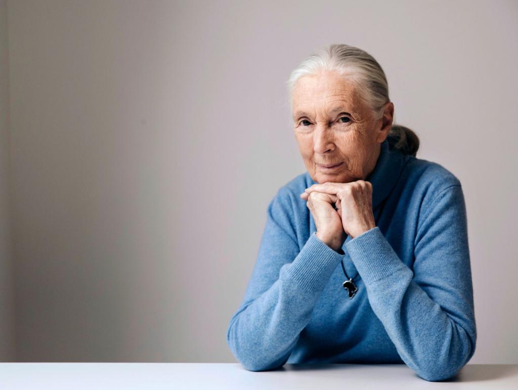 Die berühmte Schimpansenforscherin Jane Goodall ist im Alter von 91 Jahren gestorben. (Archivbild) - Foto: Victoria Will/Invision/AP/dpa