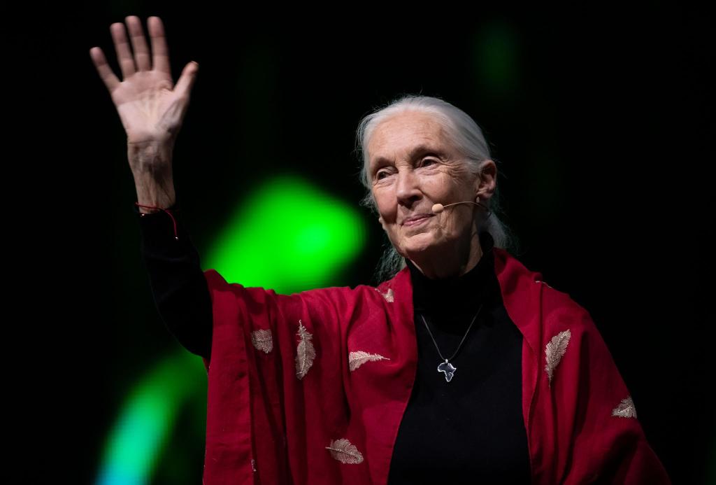 Der Tod der berühmten Schimpansenforscherin Jane Goodall hat weltweit Trauer ausgelöst. (Archivbild) - Foto: Sven Hoppe/dpa