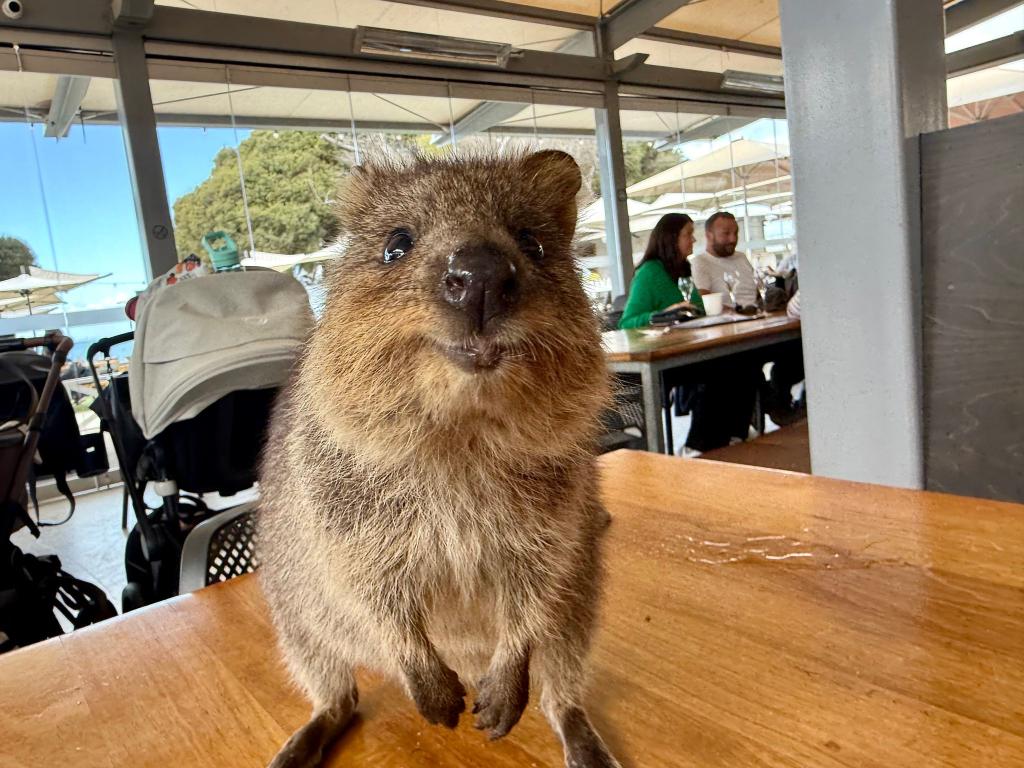 Quokkas gelten wegen ihres «Lächelns» als die glücklichsten Tiere der Welt. - Foto: Carola Frentzen/dpa