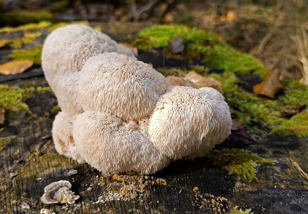 Der Igelstachelbart wird auch Yamabushitake, Löwenmähne, Pom-Pom blanc oder Affenkopfpilz genannt. - Foto: Detlef Schoenfeld/DGfM/dpa