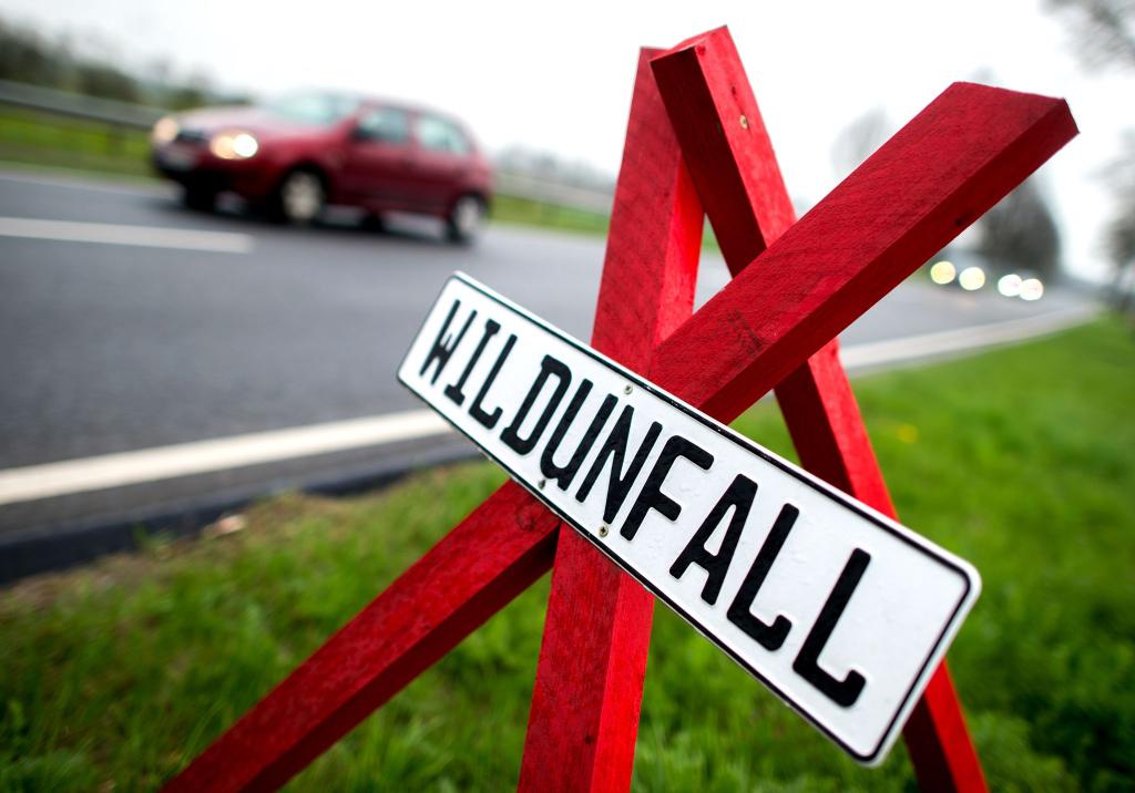 Der Jagdverband appelliert an Autofahrer, jeden Wildunfall zu melden. (Archivbild) - Foto: Hauke-Christian Dittrich/dpa