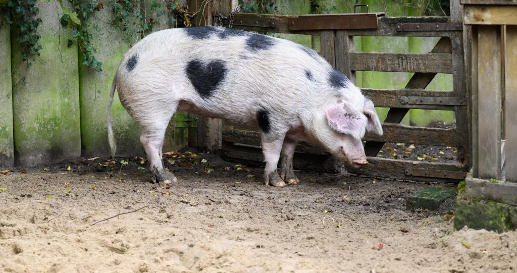 Wilma ist ein Schwein mit Herz. - Foto: Julian Stratenschulte/dpa