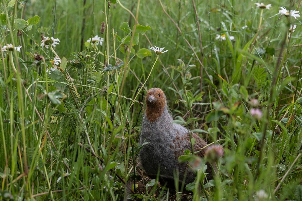Das in seinem Bestand gefährdete Rebhuhn ist zum Vogel des Jahres gewählt worden. (Archivbild) - Foto: Swen Pförtner/dpa